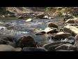 Dog Stream 2 924